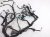 Sold 2019 Honda Clarity Dash Instrument Wire Harness 32117 TRW A10 Replacement Sold 2019 Honda Clarity Dash Instrument Wire Harness 32117 TRW A10 Replacement thumbnail