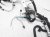 Sold 2016 Honda Civic Dash Instrument Wire Harness Lx 32117 TBA A00 Replacement Sold 2016 Honda Civic Dash Instrument Wire Harness Lx 32117 TBA A00 Replacement thumbnail