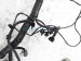 Sold 2020 Nissan Sentra Main Engine Wire Harness 2.0l Cvt 24011 6LB0A Replacement Sold 2020 Nissan Sentra Main Engine Wire Harness 2.0l Cvt 24011 6LB0A Replacement thumbnail