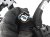 Sold 2019 Subaru Crosstrek Engine Wiring Harness 24020AG542 Replacement Sold 2019 Subaru Crosstrek Engine Wiring Harness 24020AG542 Replacement thumbnail