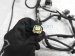 Sold 2020 Toyota Corolla Engine Room Harness Se Sedan* 82111 1KB10 Replacement Sold 2020 Toyota Corolla Engine Room Harness Se Sedan* 82111 1KB10 Replacement thumbnail