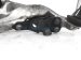 Sold 2019 Nissan 370z Front Driver Lower Control Arm 54501 JL03B Replacement Sold 2019 Nissan 370z Front Driver Lower Control Arm 54501 JL03B Replacement thumbnail