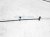 Sold 2018 BMW X1 At Shifter Selector Lever W/ Cable 25 16 8 483 098 Replacement Sold 2018 BMW X1 At Shifter Selector Lever W/ Cable 25 16 8 483 098 Replacement thumbnail