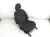 Sold 2021 Nissan Kicks Front Driver Seat Assy Blk Cloth Sv 87361 5RL0A Replacement Sold 2021 Nissan Kicks Front Driver Seat Assy Blk Cloth Sv 87361 5RL0A Replacement thumbnail
