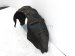 Sold 2015 Honda Accord Rear Driver Inner Fender Liner 74590 T2A A02 Replacement Sold 2015 Honda Accord Rear Driver Inner Fender Liner 74590 T2A A02 Replacement thumbnail