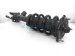 Sold 2023 Acura TLX Front Driver Strut + Spring Type S 51620 TGZ A54 Replacement Sold 2023 Acura TLX Front Driver Strut + Spring Type S 51620 TGZ A54 Replacement thumbnail
