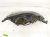 Sold 2017 Nissan Sentra Headlight Driver Headlamp / Light 26060 3YU0A Replacement Sold 2017 Nissan Sentra Headlight Driver Headlamp / Light 26060 3YU0A Replacement thumbnail