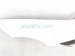 2024 Chevy Corvette Passenger Quarter Panel White 87861823 Replacement 2024 Chevy Corvette Passenger Quarter Panel White 87861823 Replacement thumbnail