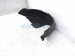 2013 Honda CR V Rear Passenger Inner Fender Liner 74552 T0A A01 Replacement 2013 Honda CR V Rear Passenger Inner Fender Liner 74552 T0A A01 Replacement thumbnail