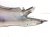 2019 Lexus Es300h Front Passenger Fender Blue 53801 33230 Replacement 2019 Lexus Es300h Front Passenger Fender Blue 53801 33230 Replacement thumbnail