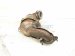 2022 Chevy Trailblazer Catalytic Front Exhaust Converter 1.3l 12705331 Replacement 2022 Chevy Trailblazer Catalytic Front Exhaust Converter 1.3l 12705331 Replacement thumbnail