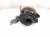 2024 Volkswagen Taos Auxiliary Water Pump 1.5t 5C0 965 561 Replacement 2024 Volkswagen Taos Auxiliary Water Pump 1.5t 5C0 965 561 Replacement thumbnail