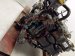 2022 Subaru WRX Long Block Engine / Motor = 0k Mi 10100CF120 Replacement 2022 Subaru WRX Long Block Engine / Motor = 0k Mi 10100CF120 Replacement thumbnail