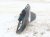 2023 Volkswagen Golf Antenna Roof Mtd Shark Fin Blue 5WA 035 507 C 041 Replacement 2023 Volkswagen Golf Antenna Roof Mtd Shark Fin Blue 5WA 035 507 C 041 Replacement thumbnail