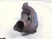 2021 Ford F150 Driver Exhaust Manifold 5.0l FL3Z 9431 A Replacement 2021 Ford F150 Driver Exhaust Manifold 5.0l FL3Z 9431 A Replacement thumbnail