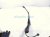 2025 Honda CR V Passenger Windshield Wiper Arm 76610 3A0 A01 Replacement 2025 Honda CR V Passenger Windshield Wiper Arm 76610 3A0 A01 Replacement thumbnail