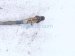 2022 Kia Telluride Right Rear Lower Oxygen Sensor 39210 3LNA0 Replacement 2022 Kia Telluride Right Rear Lower Oxygen Sensor 39210 3LNA0 Replacement thumbnail