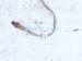2022 Kia Telluride Right Rear Lower Oxygen Sensor 39210 3LNA0 Replacement 2022 Kia Telluride Right Rear Lower Oxygen Sensor 39210 3LNA0 Replacement thumbnail