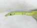 2023 BMW Mini Cooper Front Passenger Fender Yellow 41 00 7 374 522 Replacement 2023 BMW Mini Cooper Front Passenger Fender Yellow 41 00 7 374 522 Replacement thumbnail