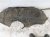2014 Honda Accord Rear Passenger Inner Fender Liner Sdn 74550 T2A A01 Replacement 2014 Honda Accord Rear Passenger Inner Fender Liner Sdn 74550 T2A A01 Replacement thumbnail