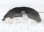 2014 Honda Accord Rear Passenger Inner Fender Liner Sdn 74550 T2A A01 Replacement 2014 Honda Accord Rear Passenger Inner Fender Liner Sdn 74550 T2A A01 Replacement thumbnail