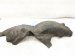 2019 Honda Civic Rear Driver Inner Fender Liner 74592 TBA A00 Replacement 2019 Honda Civic Rear Driver Inner Fender Liner 74592 TBA A00 Replacement thumbnail