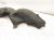 2019 Honda Civic Rear Driver Inner Fender Liner 74592 TBA A00 Replacement 2019 Honda Civic Rear Driver Inner Fender Liner 74592 TBA A00 Replacement thumbnail