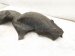 2019 Honda Civic Rear Driver Inner Fender Liner 74592 TBA A00 Replacement 2019 Honda Civic Rear Driver Inner Fender Liner 74592 TBA A00 Replacement thumbnail