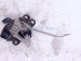 2023 Honda Ridgeline Hood Lock / Latch Assy 74120 T6Z A01 Replacement 2023 Honda Ridgeline Hood Lock / Latch Assy 74120 T6Z A01 Replacement thumbnail