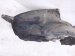 2016 Toyota 4 Runner Front Driver Inner Fender Liner 53876 35150 Replacement 2016 Toyota 4 Runner Front Driver Inner Fender Liner 53876 35150 Replacement thumbnail