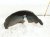 2001 Lexus Ls430 Rear Driver Inner Fender Liner Sdn 65638 50010 Replacement 2001 Lexus Ls430 Rear Driver Inner Fender Liner Sdn 65638 50010 Replacement thumbnail