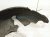 2001 Lexus Ls430 Rear Driver Inner Fender Liner Sdn 65638 50010 Replacement 2001 Lexus Ls430 Rear Driver Inner Fender Liner Sdn 65638 50010 Replacement thumbnail