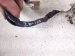 2023 Volkswagen Golf Cable Battery Current Sensor 2.0t Awd 5WA 915 181 C Replacement 2023 Volkswagen Golf Cable Battery Current Sensor 2.0t Awd 5WA 915 181 C Replacement thumbnail
