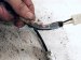 2019 Lexus Es300h Rear Driver Abs Wheel Speed Sensor Harness 890C0 33021 Replacement 2019 Lexus Es300h Rear Driver Abs Wheel Speed Sensor Harness 890C0 33021 Replacement thumbnail