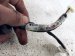 2019 Lexus Es300h Rear Driver Abs Wheel Speed Sensor Harness 890C0 33021 Replacement 2019 Lexus Es300h Rear Driver Abs Wheel Speed Sensor Harness 890C0 33021 Replacement thumbnail
