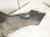2023 Honda Ridgeline Front Bumper Lower Valance Silver 71105 T6Z A50 Replacement 2023 Honda Ridgeline Front Bumper Lower Valance Silver 71105 T6Z A50 Replacement thumbnail
