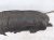 2023 Nissan Pathfinder Rear Driver Inner Fender Liner 76749 6TA1A Replacement 2023 Nissan Pathfinder Rear Driver Inner Fender Liner 76749 6TA1A Replacement thumbnail