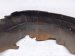 2023 Nissan Pathfinder Rear Passenger Inner Fender Liner 76748 6TA1A Replacement 2023 Nissan Pathfinder Rear Passenger Inner Fender Liner 76748 6TA1A Replacement thumbnail