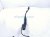 2025 Honda Civic Driver Windshield Wiper Arm 76610 T20 A21 Replacement 2025 Honda Civic Driver Windshield Wiper Arm 76610 T20 A21 Replacement thumbnail