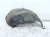 2022 Honda Civic Rear Passenger Inner Fender Liner 74552 T20 A00 Replacement 2022 Honda Civic Rear Passenger Inner Fender Liner 74552 T20 A00 Replacement thumbnail