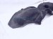 2020 Acura TLX Rear Driver Inner Fender Liner 74590 TZ3 A10 Replacement 2020 Acura TLX Rear Driver Inner Fender Liner 74590 TZ3 A10 Replacement thumbnail