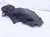 2020 Acura TLX Rear Driver Inner Fender Liner 74590 TZ3 A10 Replacement 2020 Acura TLX Rear Driver Inner Fender Liner 74590 TZ3 A10 Replacement thumbnail