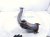 2004 Toyota Tacoma Exhaust Crossover Pipe Assy 3.4l 17106 62030 Replacement 2004 Toyota Tacoma Exhaust Crossover Pipe Assy 3.4l 17106 62030 Replacement thumbnail