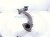 2004 Toyota Tacoma Exhaust Crossover Pipe Assy 3.4l 17106 62030 Replacement 2004 Toyota Tacoma Exhaust Crossover Pipe Assy 3.4l 17106 62030 Replacement thumbnail