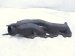 2021 Ford F150 Passenger Exhaust Manifold 5.0l RFFL3E 9430 BB Replacement 2021 Ford F150 Passenger Exhaust Manifold 5.0l RFFL3E 9430 BB Replacement thumbnail