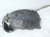 2015 Chrysler 300 Front Driver Inner Fender Liner 68205933AB Replacement 2015 Chrysler 300 Front Driver Inner Fender Liner 68205933AB Replacement thumbnail