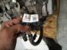 2023 Kia Telluride Automatic Transmission = Mi 45000 4GBH0R Replacement 2023 Kia Telluride Automatic Transmission = Mi 45000 4GBH0R Replacement thumbnail