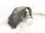 2023 Jeep Cherokee Rear Driver Inner Fender Liner 68287925AD Replacement 2023 Jeep Cherokee Rear Driver Inner Fender Liner 68287925AD Replacement thumbnail