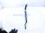2019 Honda Pilot Driver Windshield Wiper Arm 76600 TG7 A01 Replacement 2019 Honda Pilot Driver Windshield Wiper Arm 76600 TG7 A01 Replacement thumbnail