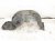 2001 Lexus Ls430 Front Passenger Inner Fender Liner 53805 50020 Replacement 2001 Lexus Ls430 Front Passenger Inner Fender Liner 53805 50020 Replacement thumbnail
